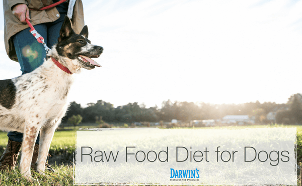 Raw Food Diet for Dogs