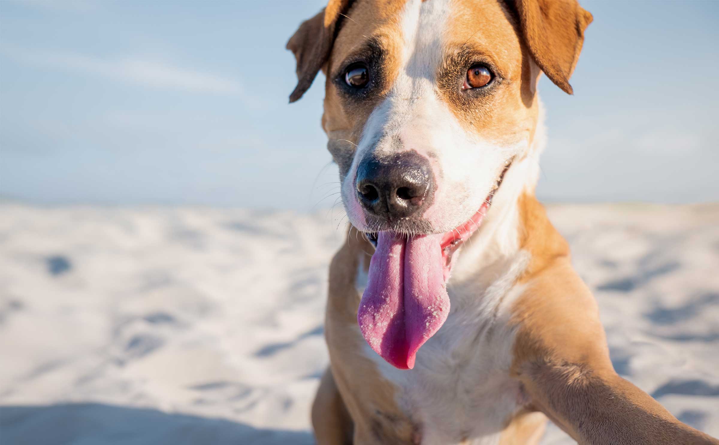 5 Hot Weather Safety Tips for Your Dog