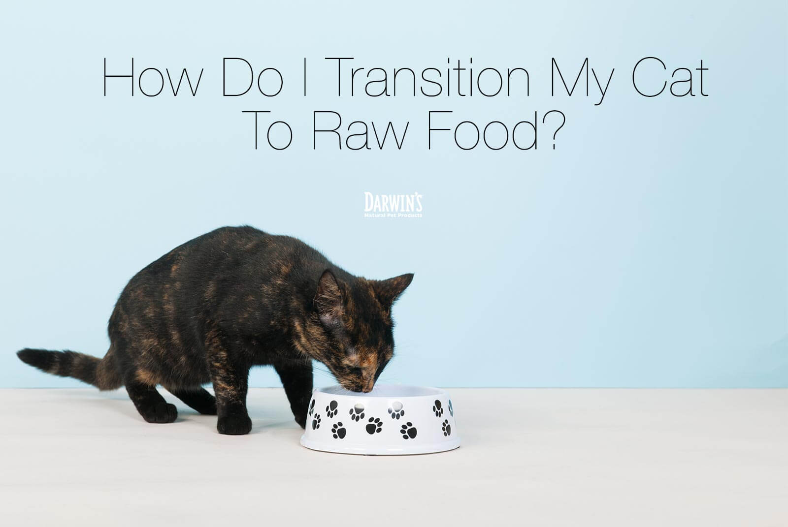 How Do I Transition My Cat to Raw Food?