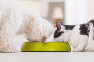 Restoring Your Pet’s Digestive Health