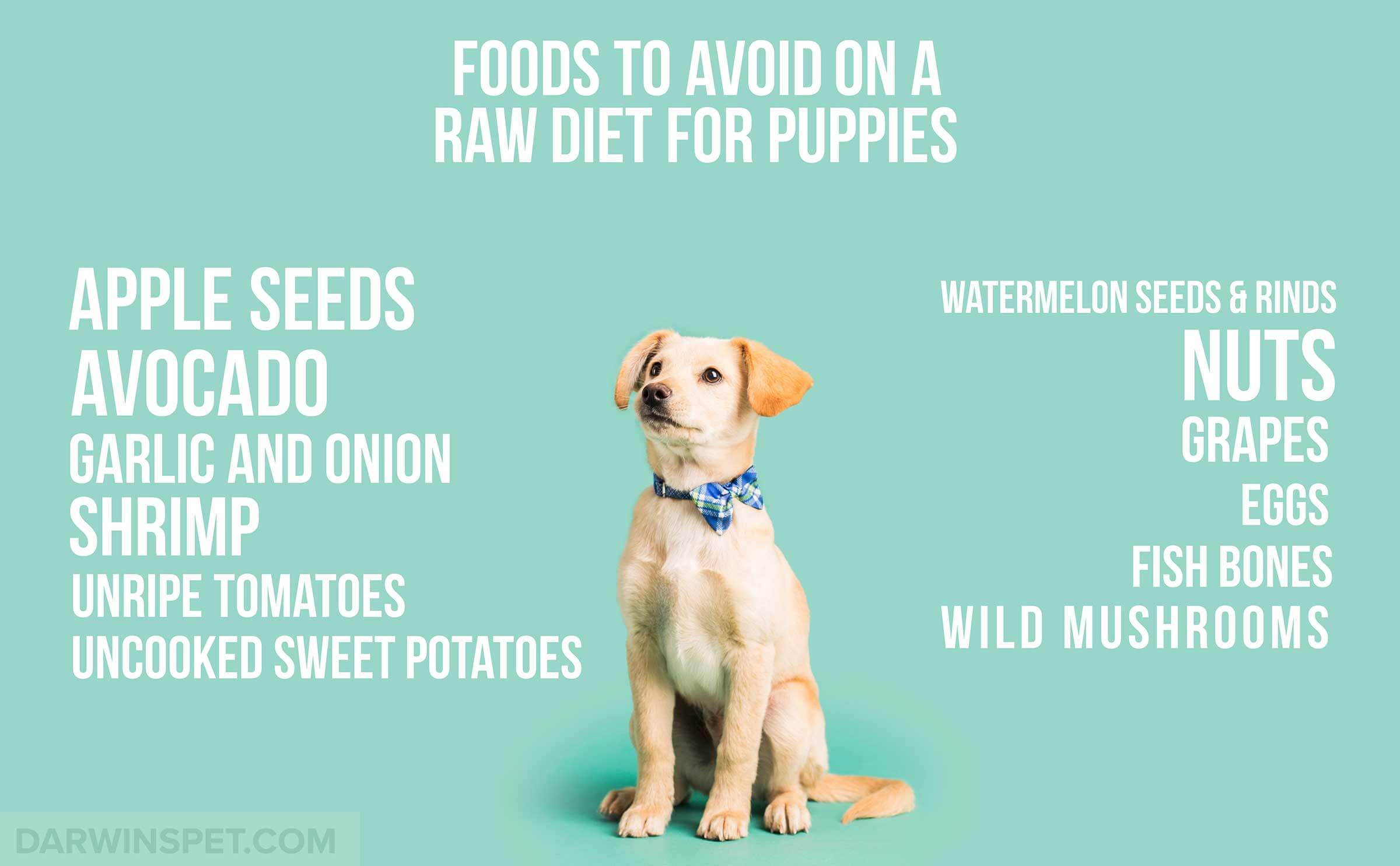 foods-to-avoid-giving-to-puppy