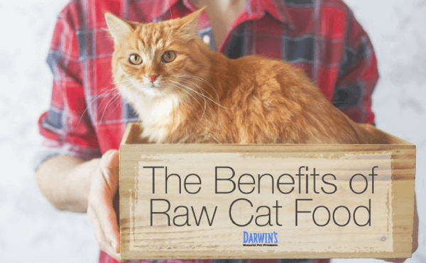 Why Raw Cat Food