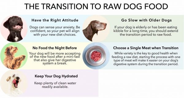 how to transition your dog to raw checklist