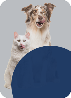 Lorem Ipsum